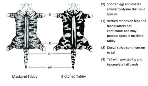 Key diagnostic traits for Felis catus | Download Scientific Diagram