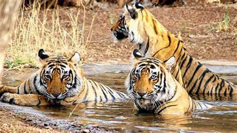 Similipal National Park in Mayurbhanj district will reopen for the ...