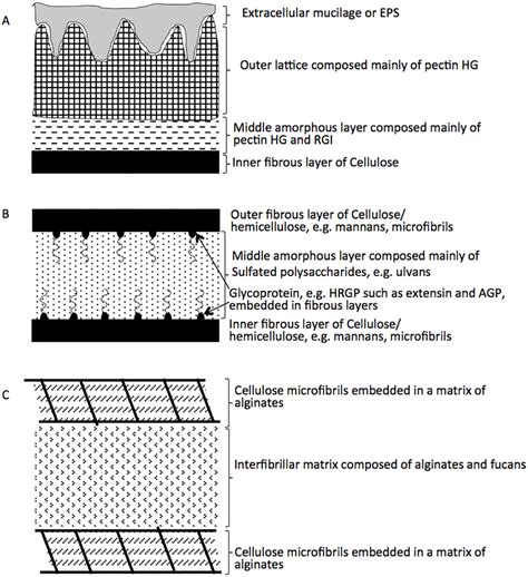 Schematic representation of algal cell walls. The cell wall composition... | Download Scientific ...