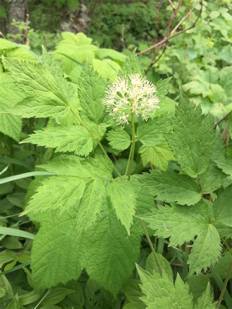 Baneberry flower Actaea rubra [1536x2048] (I'd add the OC tag but I'm on mobile) Cascade River ...