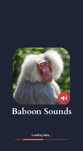 Baboon Sounds in 2022 | Baboon, Beluga whale, Sound