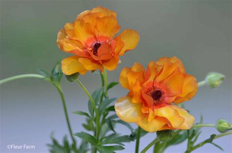 Butterfly Minoan Ranunculus - long lasting blooms | Fleur Farm