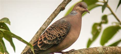 Oriental Turtle Dove | Bubo Birding