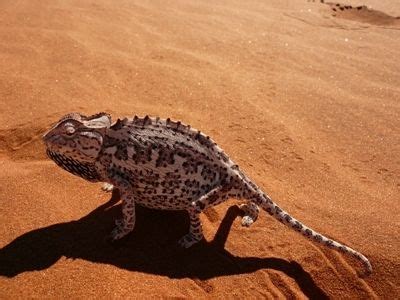 namib desert wildlife | African Profile Safaris - Namibia - Sossusvlei / Namib Desert | Desert ...