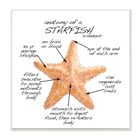 Stupell Industries " Anatomy Of Starfish Sea Life Wildlife Educational Facts " by Dishique | Wayfair