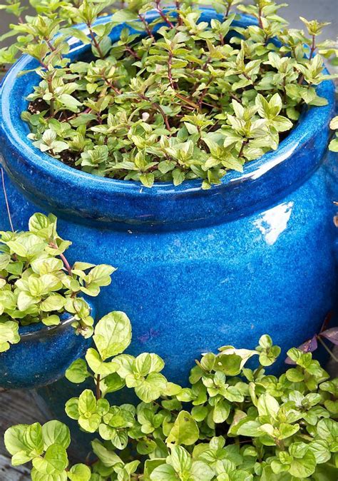 Keep Your Yard Fresh With a Mint Container Garden | Vegetable garden ...