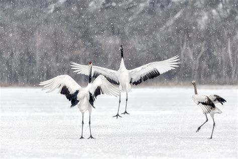 Family time | A family of red crowned crane was talking and … | Flickr