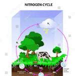 NITRIFICATION AND DENITRIFICATION - Agriculture Wale