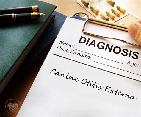 Explaining Canine Otitis Externa - Causes and Symptoms