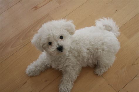 Bichon Frise puppy | Photography | Pinterest | Bichon frise, Bichons ...