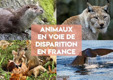 ANIMAUX en voie de DISPARITION en FRANCE