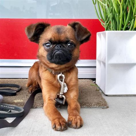 14 Adorable Photos of Brussels Griffon Dogs