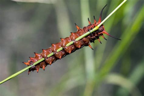 Pipevine Swallowtail Caterpillar | Focusing on Wildlife