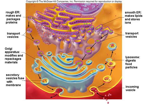 The Endomembrane System