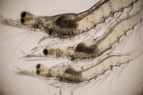 Closeup gills of shrimp under light microscope, Shrimp larvae under a microscope. Shrimp, White ...