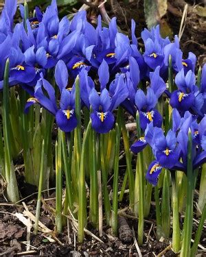 Dwarf Iris Bulb Care: How to Grow Iris Reticulata & Iris Histrioides Varieties