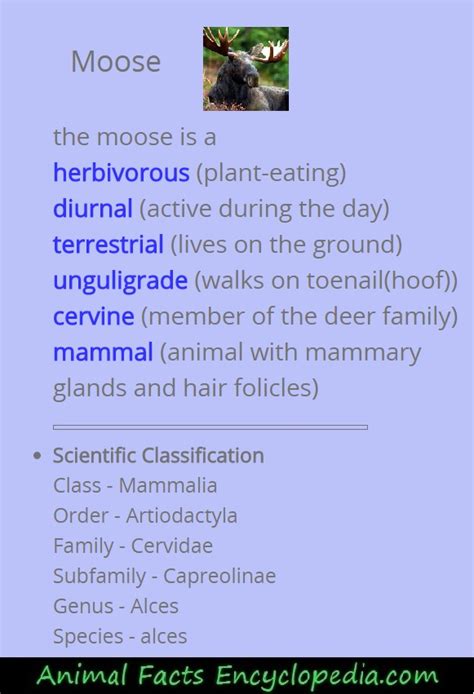 Moose Facts - Animal Facts Encyclopedia