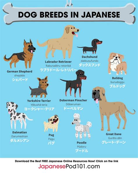 Dog breed names in Japanese! Totally FREE Japanese lessons online at JapanesePod101 - free ...