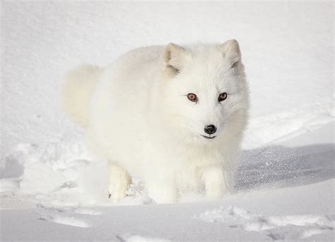 Running Snow Baby Arctic White Fox Photograph by Athena Mckinzie