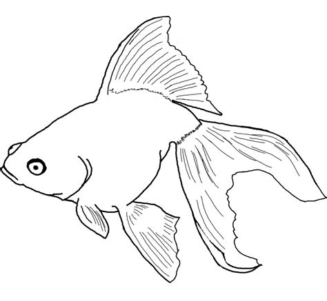 Free Printable Goldfish Coloring Pages For Kids