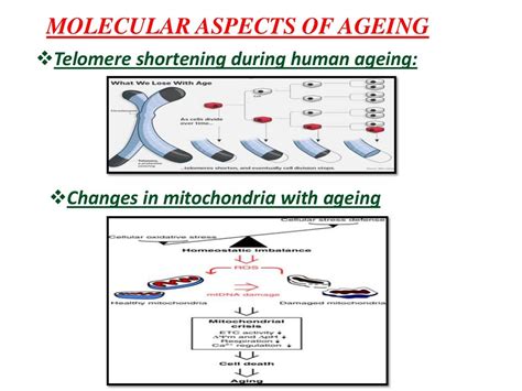 Human ageing process