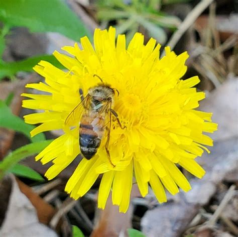 Western Honey Bee from Chandler, TX 75758, USA on March 2, 2024 at 01:25 PM by Denise Gary. Lake ...