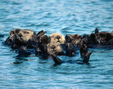 Sea Otters Are Unlikely Helpers in Our Fight Against Climate Change | by USFWS Columbia Pacific ...