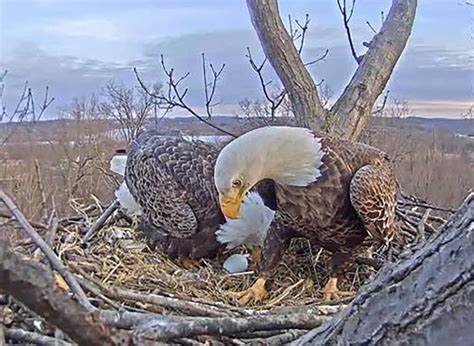 Bald eagle nest in Hanover has its first egg: watch - pennlive.com