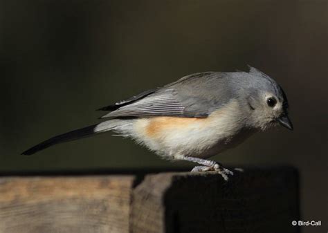 Tufted Titmouse - Bird Call