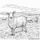 Sheep Coloring Pages  Free & Printable sketch template