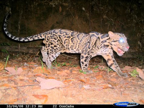 Exploitation of Javan Leopards and Sunda Clouded Leopards in Indonesia | Monitor