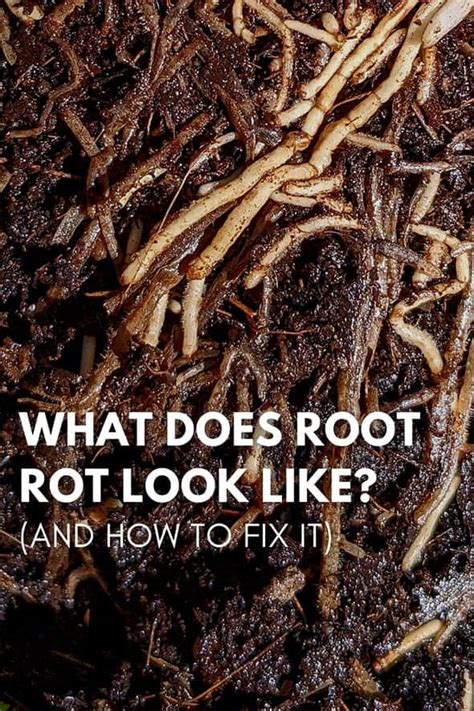 What does root rot look like (and how to fix it) Guide | Our House Plants