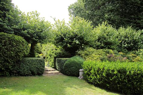 Hedging Our Landscaping Bets | Piedmont Master Gardeners