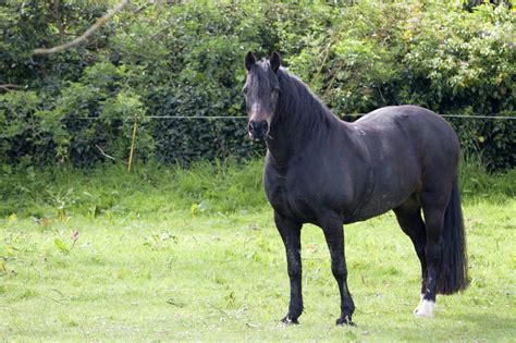 Black Horse Free Stock Photo - Public Domain Pictures