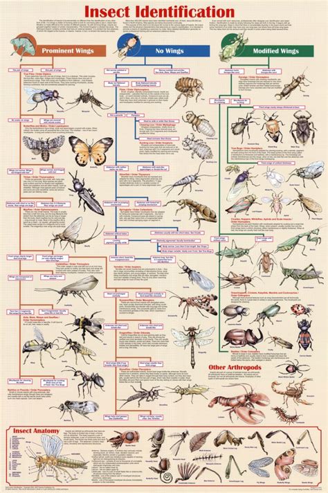 insects identification chart