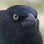 angry crow Meme Generator - Imgflip