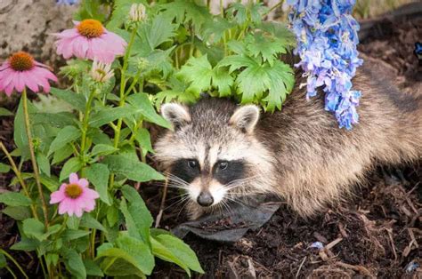 What Sounds Do Raccoons Make? – North American Nature