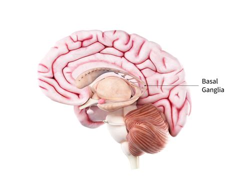 Parkinson’s Disease: Causes, Symptoms, and Treatments | National ...