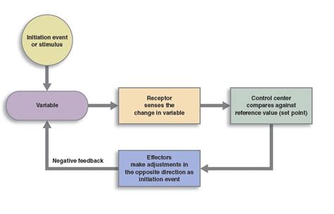 4.4: Feedback Loops - Biology LibreTexts