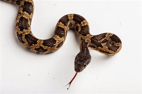 JaredDavidsonPhotography: Texas Rat Snake photographs