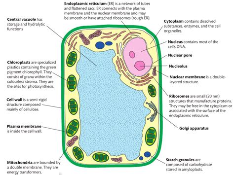 7 Compulsory practicals 2016 - Biology HL - Revision Notes in A Level and IB Biology