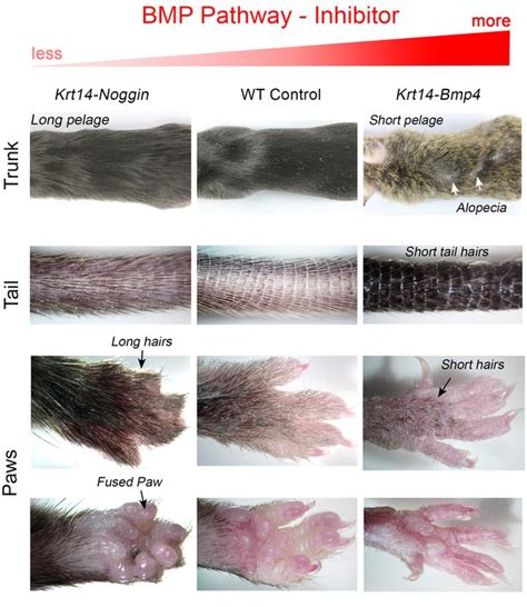 A multi-scale model for hair follicles reveals heterogeneous domains driving rapid ...