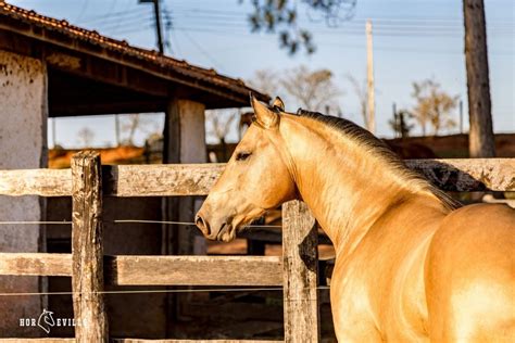 500+ Majestic Buckskin Horse Names (Mares & Stallions)