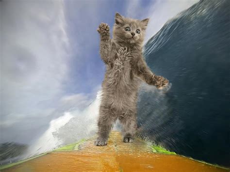 Surfing Cat Photograph by Mark Taylor - Fine Art America