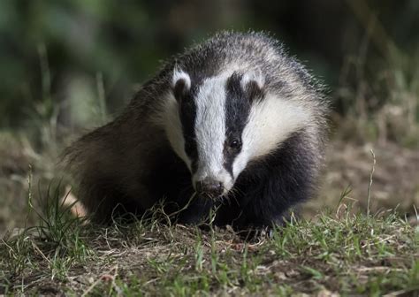 Badger Survey Birmingham: Protected Species Surveys - Collington Winter