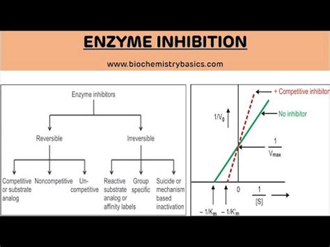 Enzyme Inhibition