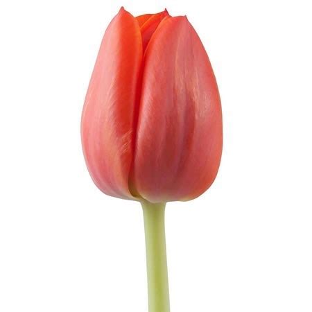 Tulips Ad Rem 40cm | Wholesale Dutch Flowers & Florist Supplies UK