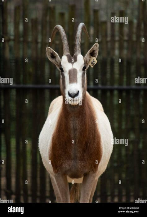 Oryx à cheval. Ongulés à embout uniforme,espèces: Dammah,genre: Oryx,famille: Bovidae,ordre ...