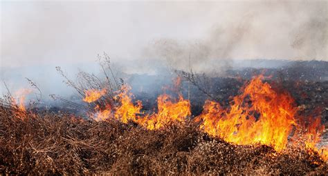 Brush Fire in Aguanga Scorches 1,219 Acres, Threatens Homes - MyNewsLA.com