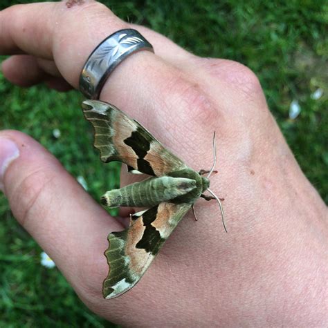 Lime Hawk Moth - Berkshire UK - Another bold one I found in my garden ...